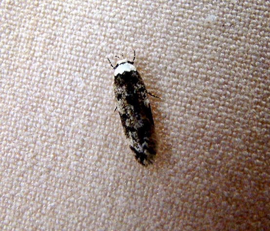 white-shouldered house moth